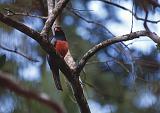 19_Massena's trogon (Slaty tailed trogon), Tortuguero